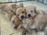 Güzeller güzeli Maltipoo bebişlerimiz