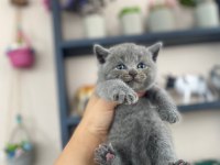 Top kafa panda surat british shorthair bebekler