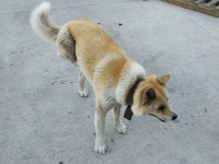 Akita japon akıllı köpeği sadik ve savunmacı