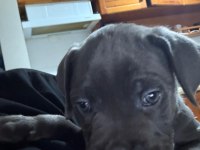 Sırbistan şampiyon torunları cane corso