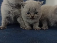 Yeni british shorthair yavrular