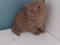 Cınnamon Dişi Erkek Brıtısh Shorthaır Yavrularımız