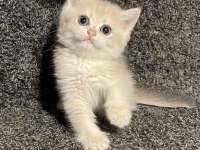 Anne Baba Şecereli Safkan British Shorthair Ay12