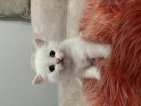 British shorthair yavrularımıza yuva arıyoruz