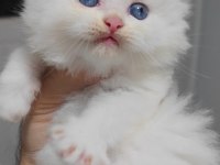 British longhair kedisi
