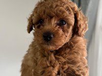 Orjinal poodle yavrular