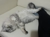 1 yaşında dişi iran chinchilla