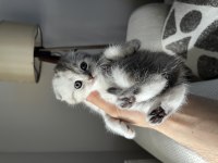 40 Günlük Safkan Scottish Fold Uysal Ve Sevecen Yavrumuz