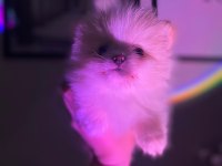 Erkek Dişi Pomeranian Yavrular
