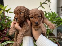 MÜKEMMEL KALİTEDE TOY POODLE MİNNOŞLAR