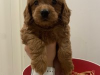 Maltipoo bebekler son 3 dişi