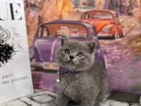 Show Kalite British Longhair Yavrular Yeni Yuvasını Arıyor