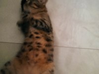 Kehribar Gözlü Kedimiz
