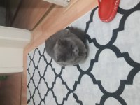 British shorthair dişi