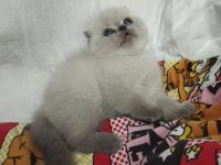 Gri ve BluePoint Scottish Fold