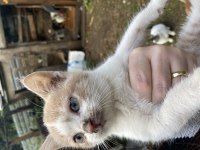Sarı beyaz tüylü masmavi gözlü kedimiz