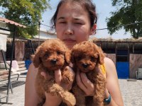 Sevgi dolu ailelerimiz için poodle bebekler