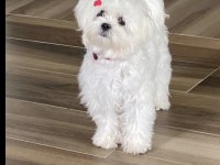 SAFKAN MALTESE YAVRU DİŞİ ERKEK