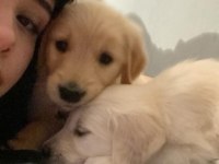 Bir dişi ve bir erkek golden retriever yavru