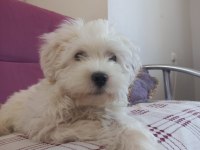 4 aylık maltese terrier satılık