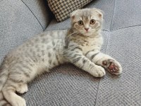 Scottish fold erkek kedimi veriyorum