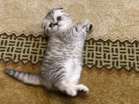 Scottish Fold Yavru