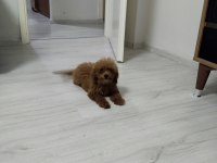 Toy poodle köpeğimiz