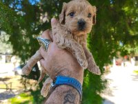 Sağlıklı ve dünyalar tatlısı Maltipoo köpekler