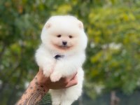 Pomeranian bebeklerimiz