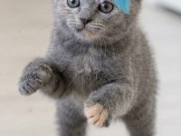 BAKMADAN GEÇMEYİN HER RENK HER CİNS YAVRU KEDİLER