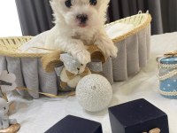 Kore anne babadan maltese bebekler