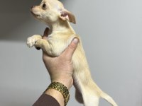 Pinscher Bebekler