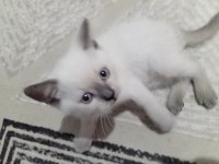 2 aylık 2 adet dişi ve 1 adet erkek kediler