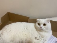 Ayışığı scottish fold