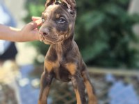 Mağazamızdan Dişi Kızıl Doberman King