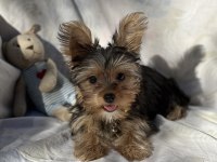 Yorkshire terrier