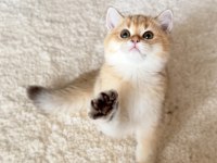 Safkan British Shorthair Golden by11 erkek yavru