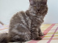 British longhair