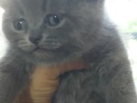 British shorthair