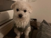 Sempatik Maltipoo yavrular