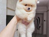 Pomeranian Boo Beneklerimiz