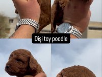 TOY POODLE MİNİK KÖPEKLER