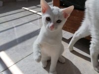 3 aylık erkek ankara kedisi yavru