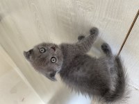4 Tane Erke Yavru Scottish Fold Kedimiz