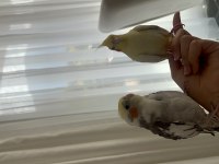 Lutino 2 aylık ele alışkın sultan papağanı