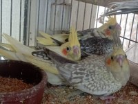Ele alışık pied grey lutino sultan yavrular yeme düştü