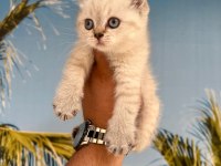 BRİTİSH SCOTTİSH KEDİSİ YAVRULAR