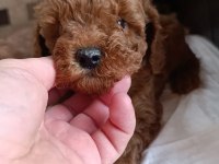 Safkan Toy Poodle bebekler ev üretimi Çorlu