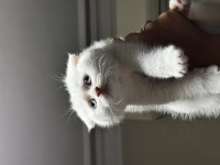 Beyaz Scottish Fold Mavi Gözlü Dişi 2.5 Aylık