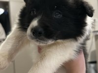 Border Collie Safkan Irk Garantili